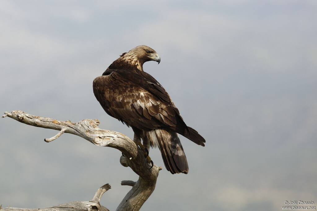 Golden Eagle, identification