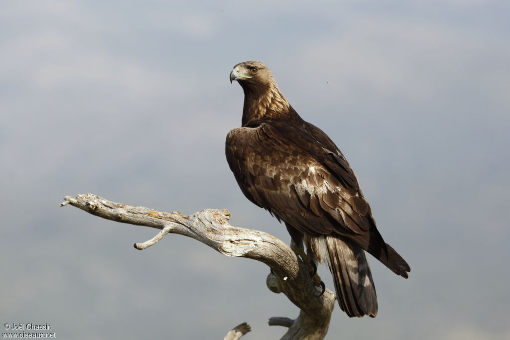 Aigle royal, identification