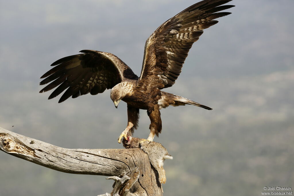 Aigle royal, identification, mange