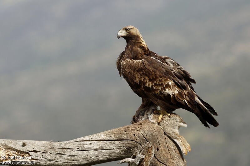 Golden Eagle, identification