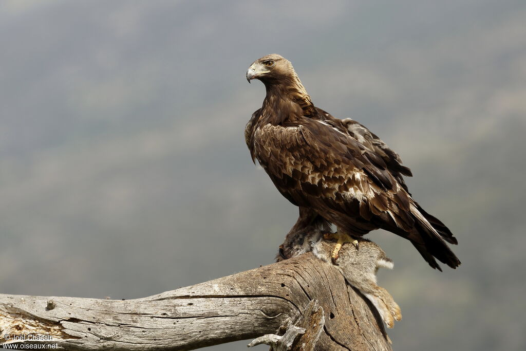 Aigle royal, identification