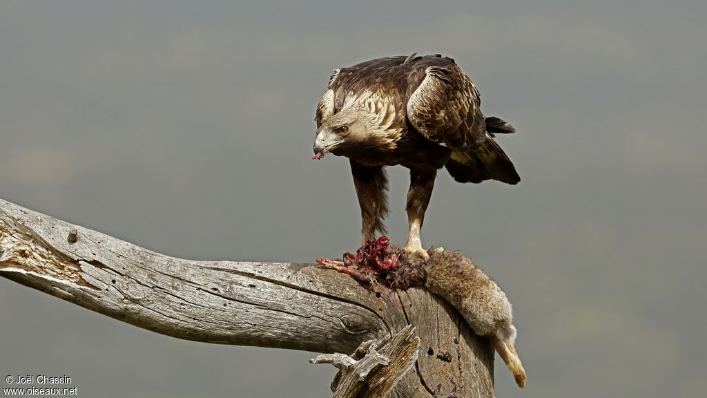 Aigle royal, identification, mange