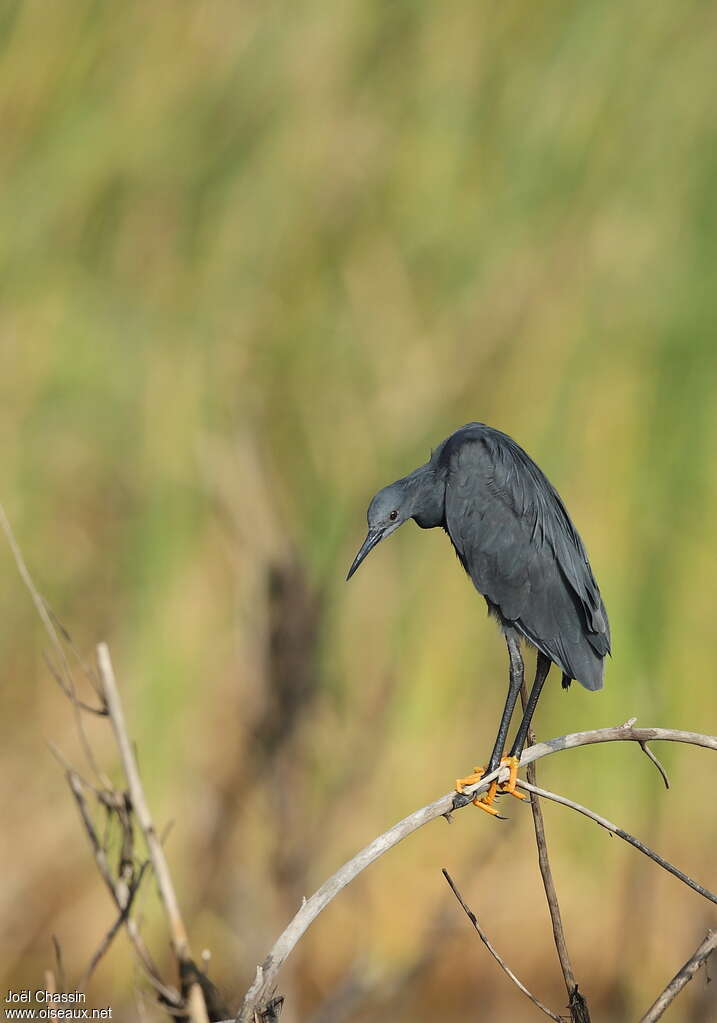 Black Heronadult, identification, close-up portrait, fishing/hunting