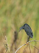 Aigrette ardoisée