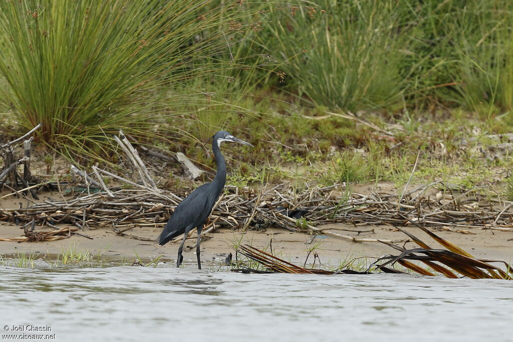 Western Reef Heron, identification, walking