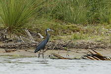 Aigrette des récifs