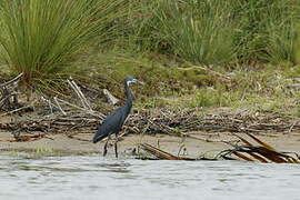 Western Reef Heron