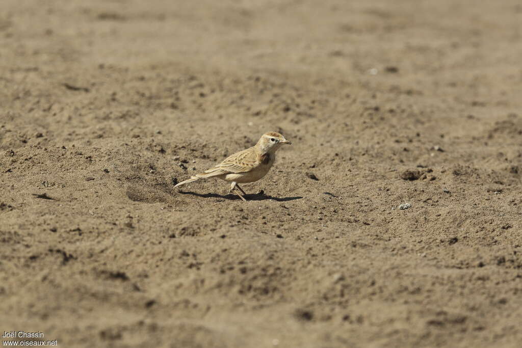 Red-capped Lark, identification