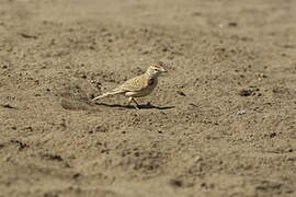 Red-capped Lark