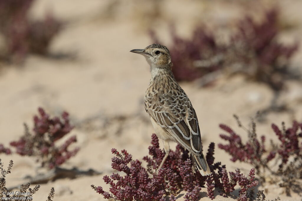 Alouette éperonnéeadulte, identification