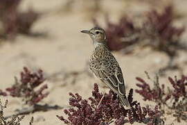 Spike-heeled Lark