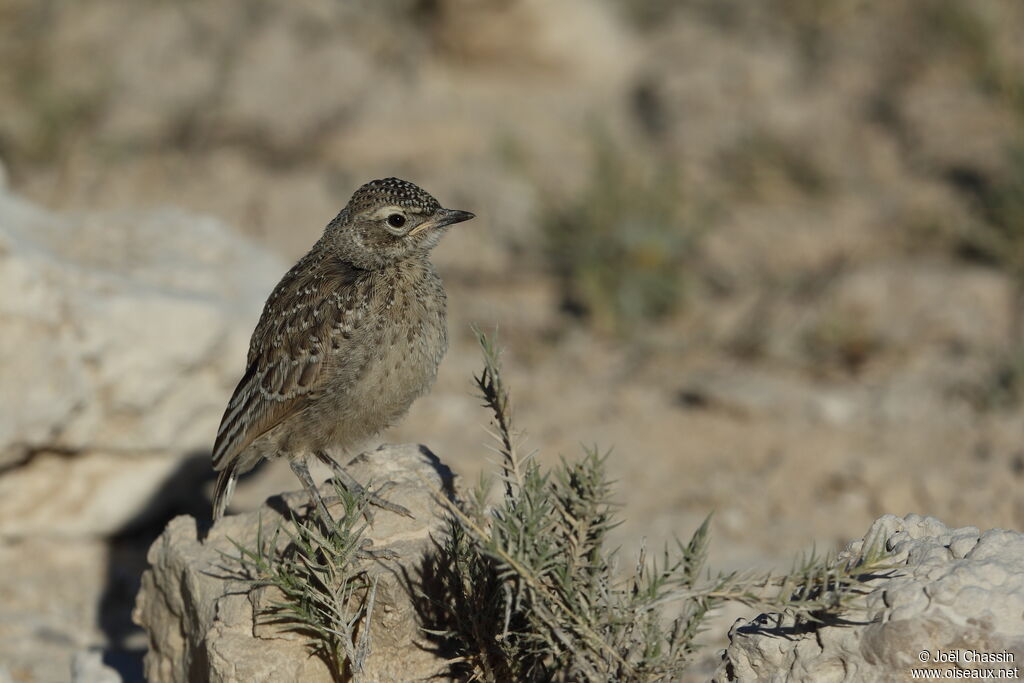 Alouette éperonnéejuvénile, identification