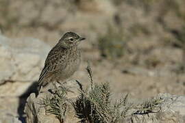 Spike-heeled Lark