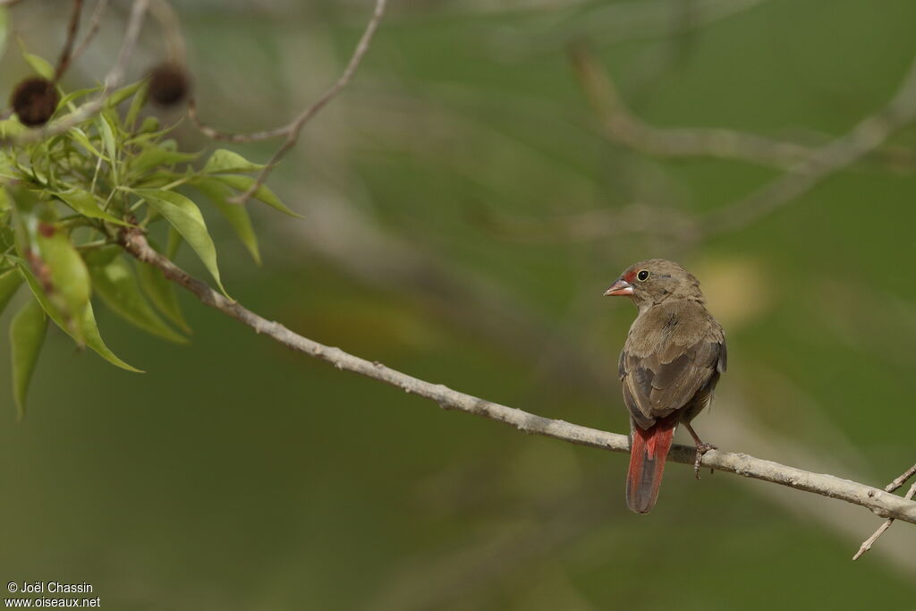 Red-billed Firefinch