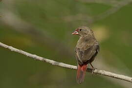 Red-billed Firefinch