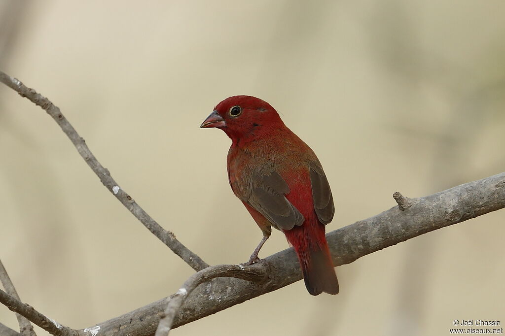 Red-billed Firefinch, identification