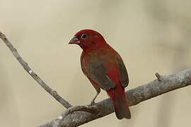 Red-billed Firefinch