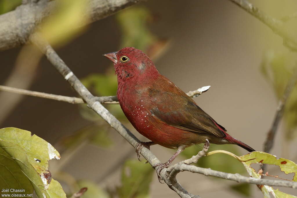 Red-billed Firefinch