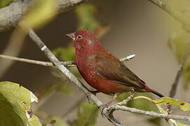 Red-billed Firefinch