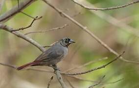 Black-faced Firefinch