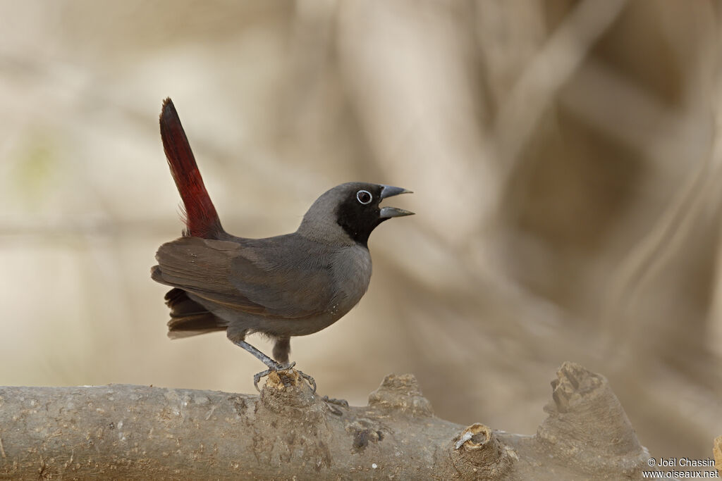 Black-faced Firefinch male adult, identification