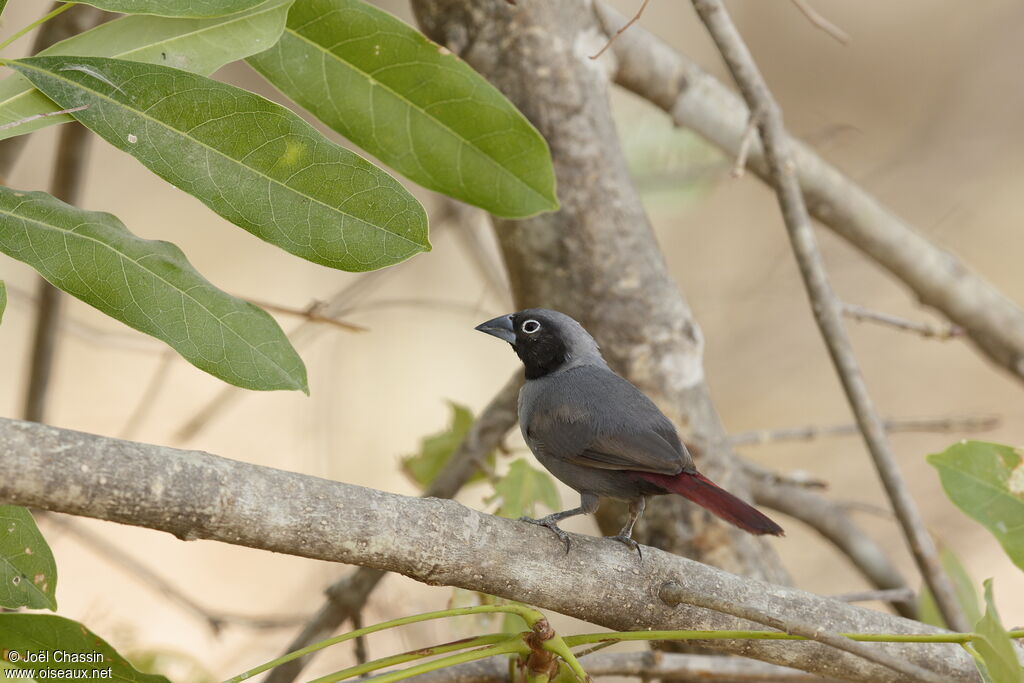 Black-faced Firefinch male adult, identification