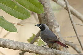 Black-faced Firefinch