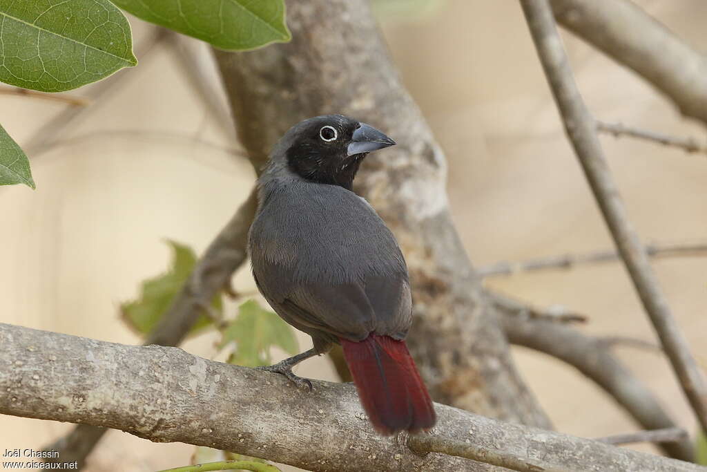 Amarante masqué, identification