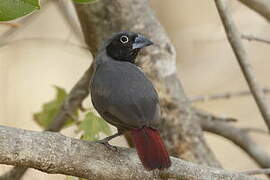 Black-faced Firefinch