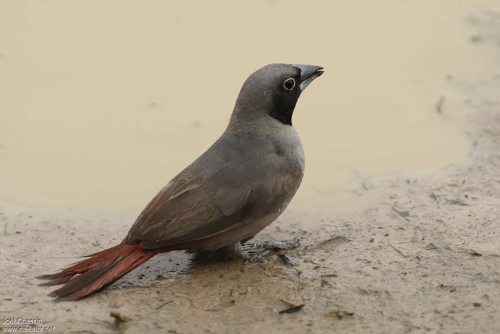 Amarante masqué, identification