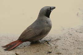 Black-faced Firefinch