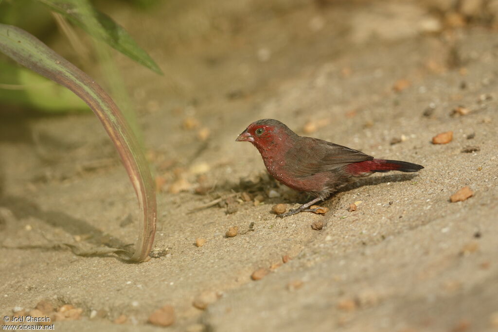 Bar-breasted Firefinch, identification, walking