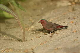 Bar-breasted Firefinch