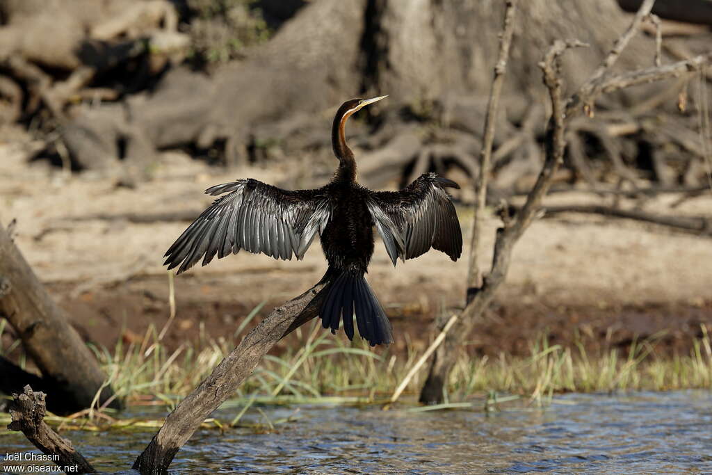 African Darter male adult, habitat, care, Behaviour