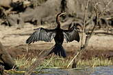 Anhinga d'Afrique