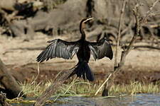 Anhinga d'Afrique