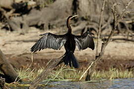 Anhinga d'Afrique