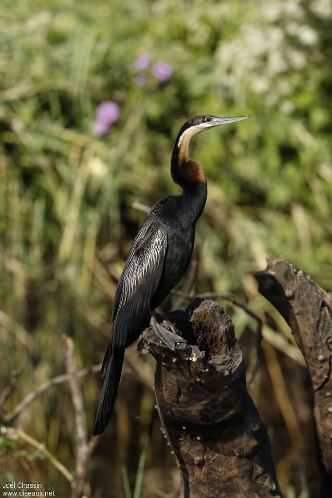 African Darter, identification