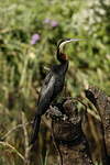 Anhinga d'Afrique