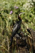 African Darter