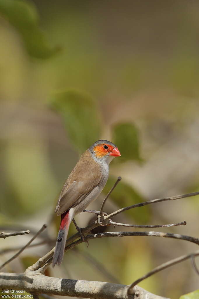 Orange-cheeked Waxbilladult, identification, pigmentation