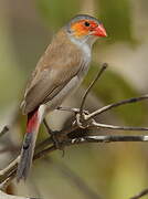 Orange-cheeked Waxbill