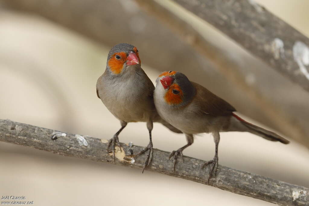 Orange-cheeked Waxbilladult