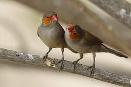 Orange-cheeked Waxbill