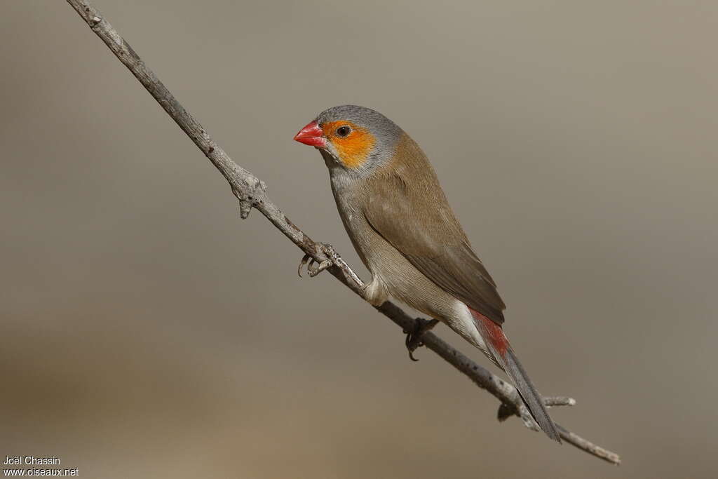 Orange-cheeked Waxbilladult, identification