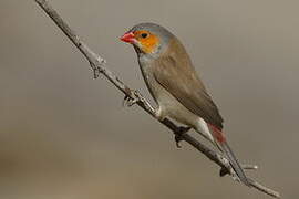 Orange-cheeked Waxbill