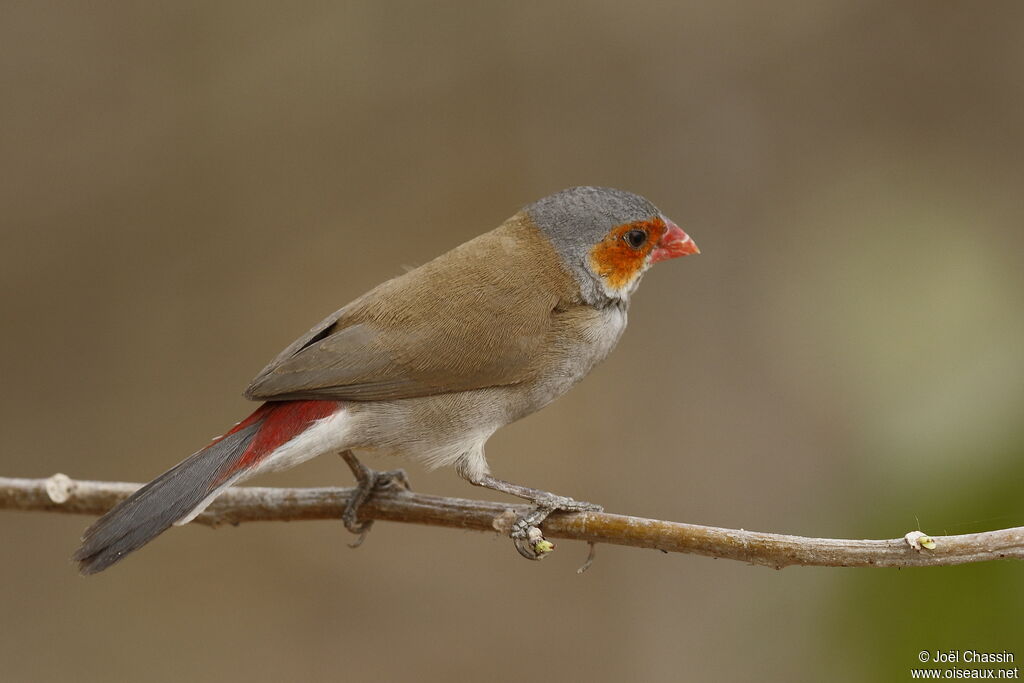 Orange-cheeked Waxbill, identification