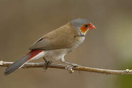 Orange-cheeked Waxbill