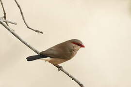 Black-rumped Waxbill