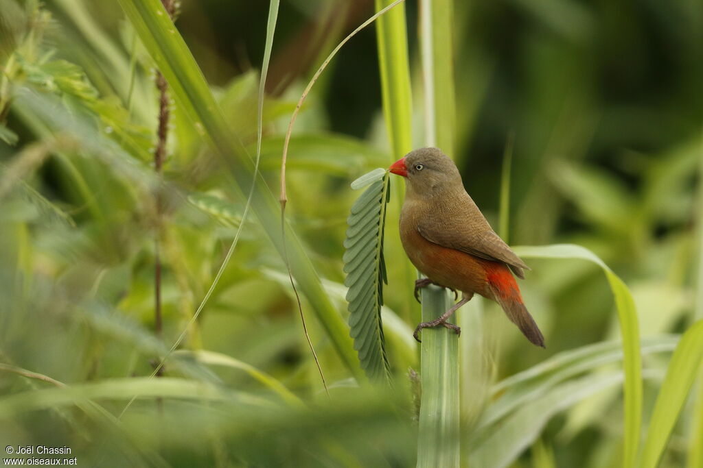 Astrild du Niger mâle, identification